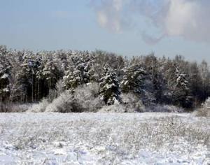 Химкинский лес прорастает в "Завидово"