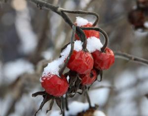 Синоптики обещают снег к Новому году