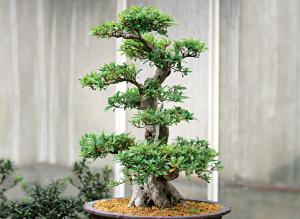 Как выбрать деревце-бонсай в магазине