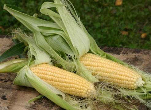 Кукуруза, Zea mays