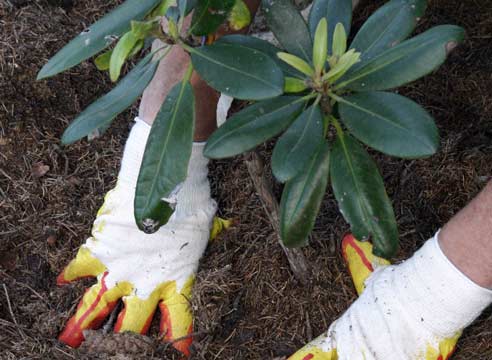 Рододендрон, посадка, Rhododendron