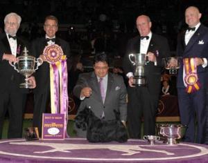 Победителем самого престижного конкурса собак стал скотч-терьер