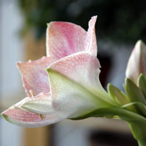 Комнатные растения, цветущие зимой