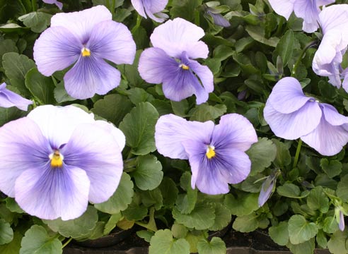 Фиалка Виттрока, Viola x wittrockiana F1 "Fama Silberblau"