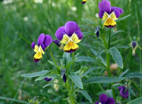 Фиалка трехцветная, Viola tricolor
