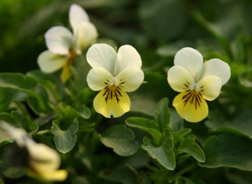 Виола, Viola wittrockiana 