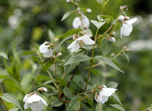 Чубушник, Philadelphus