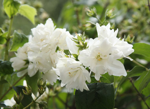 Чубушник, Philadelphus