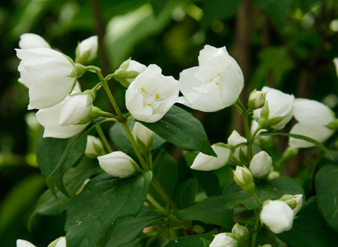 Чубушник, Philadelphus