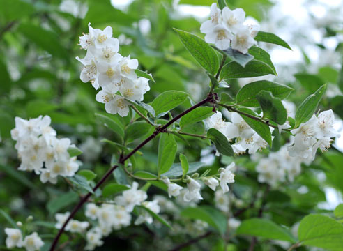 Чубушник, Philadelphus