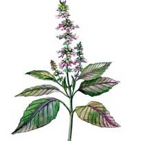 Пора сажать!