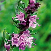 Пора сажать!