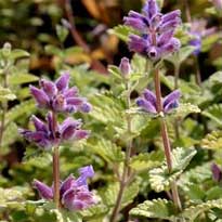 Рассада: что посеять в марте Рассада: что посеять в марте