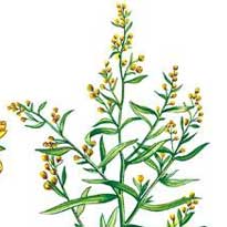 Пора сажать!