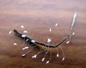 В Китае распустился священный буддийский цветок