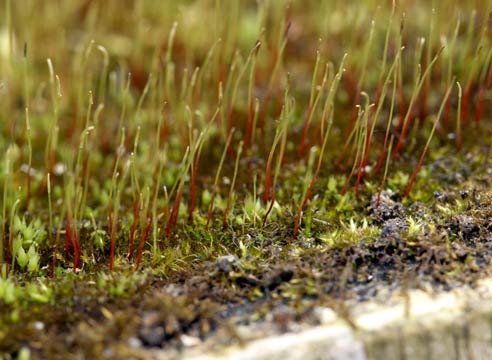 Кукушкин лен, Polytrichum