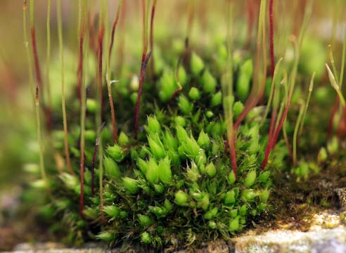 Кукушкин лен, Polytrichum