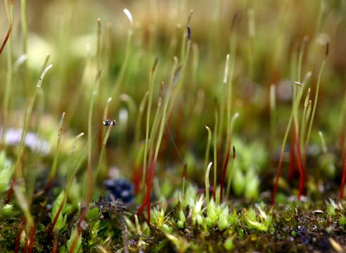 Кукушкин лен, Polytrichum