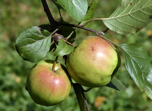 Яблоня, плоды