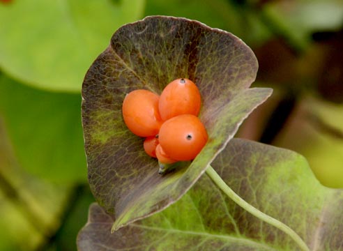 Жимолость каприфоль, Lonicera caprifolium