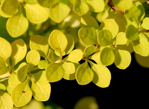 Барбарис Тунберга, Berberis thunbergii 