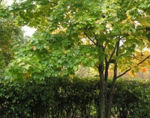 Жителям Твери и Миннесоты предложили опекать деревья