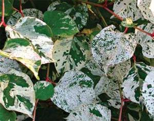 Великобритания закупила японских насекомых для борьбы с сорняками