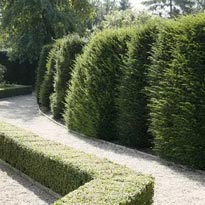 Живая изгородь, пример формирующей обрезки