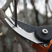 Формирующая обрезка 