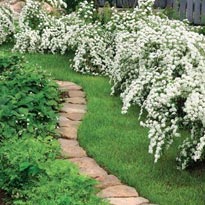 Декоративно-цветущий кустарник вдоль дорожки