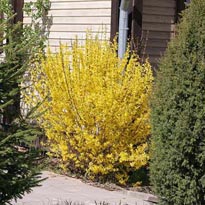 Цветущая форзиция