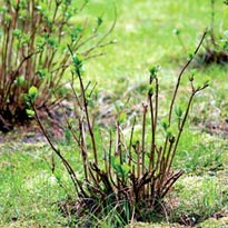 Кустарник, обрезка на пень