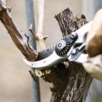 Обрезка на пень