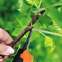 Черная смородина