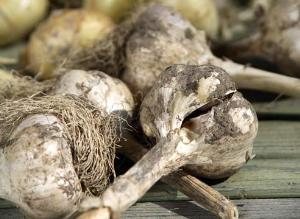 Сорта озимого чеснока