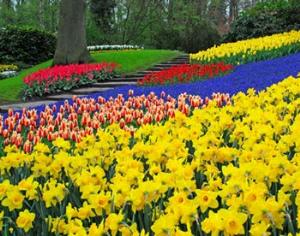 Открылась ежегодная международная выставка цветов в парке Кейкенхоф