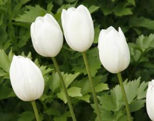 Новый сорт тюльпанов назвали в честь супруги российского президента