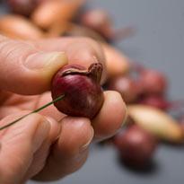 Декоративный венок из лука