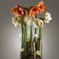 Гиппеаструмы в вазе