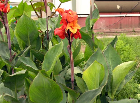 Канна, Canna