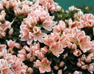 В Петербурге расцвели азалии, а в Вашингтоне - вишни