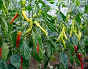 В Великобритании вывели самый жгучий перец в мире