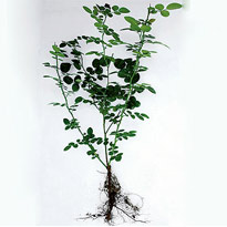 Саженец розы