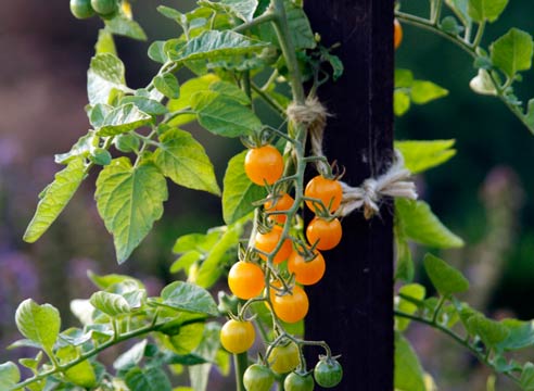 Мини-томаты, сорт Золотая бусина