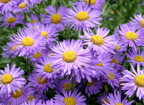 Астра новоанглийская, Aster novae-angliae