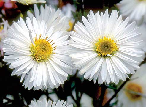 Астра новобельгийская, Aster novi-belgi, сорт White Ladies