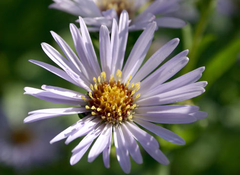 Астра многолетняя, Aster