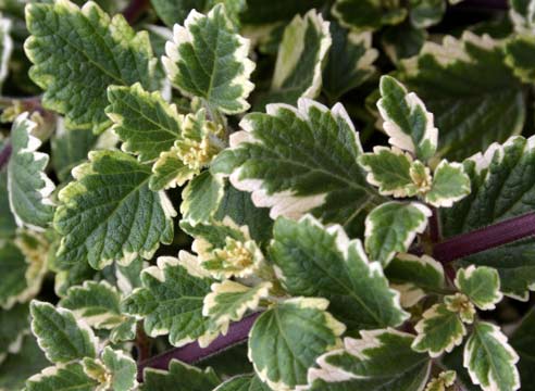 Плектрантус, Plectranthus