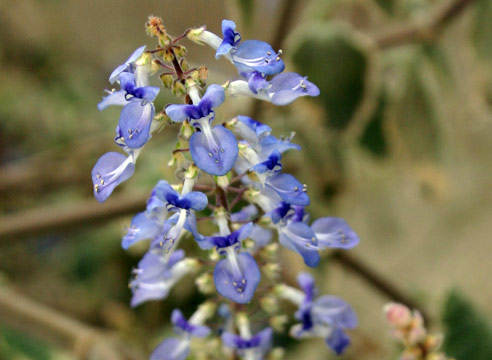 Плектрантус, цветение, Plectranthus