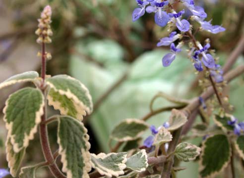 Плектрантус колеусовидный, Plectranthus